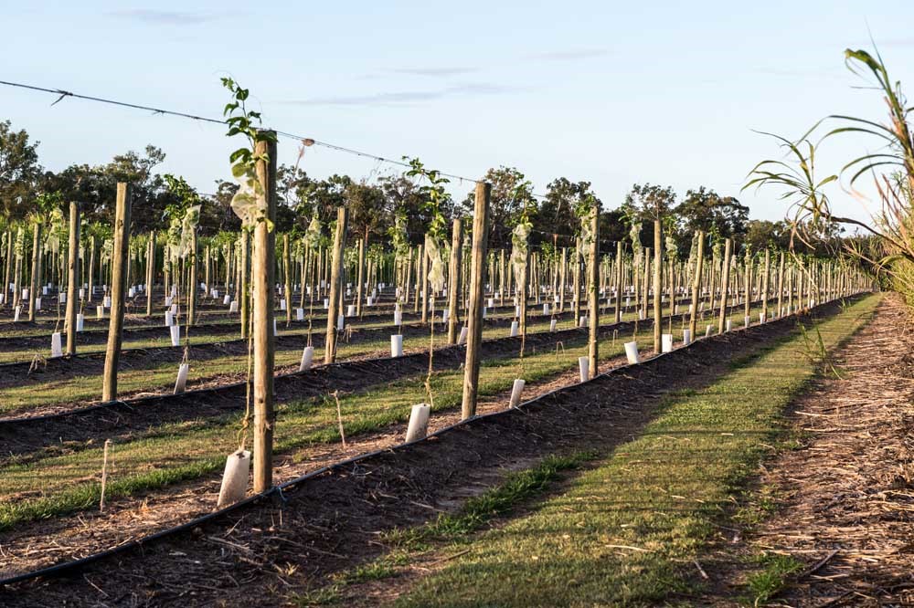 Passionfruit Australia Production + Seasonality Passionfruit Australia