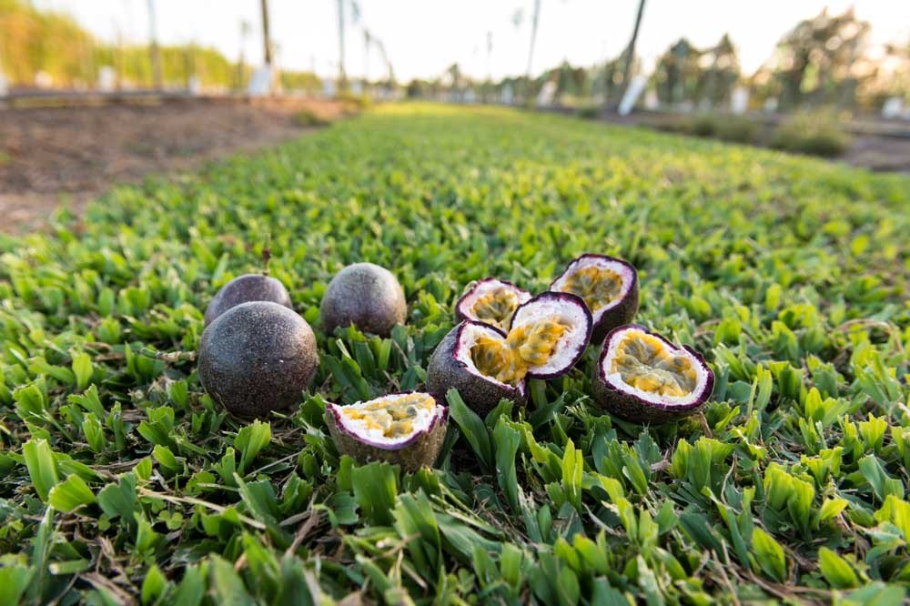 Passionfruit Australia Production + Seasonality Passionfruit Australia